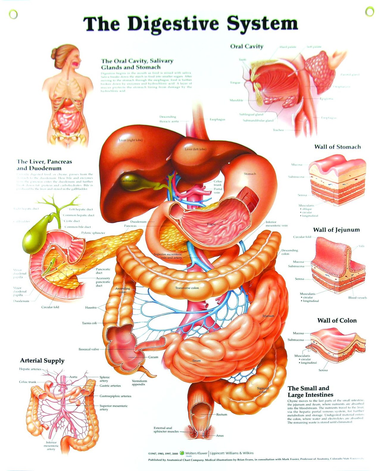 Medical Charts - Prime Pacific Health